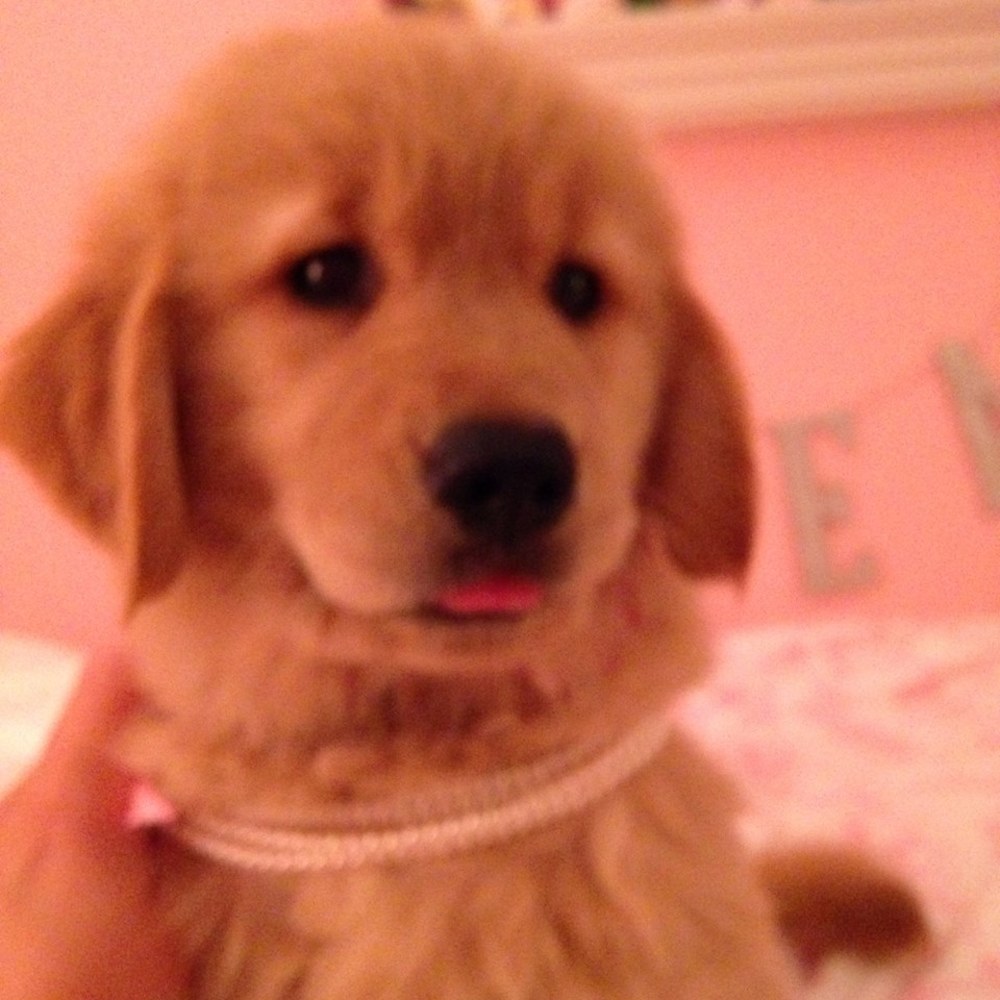 Meet your Posher, Skye